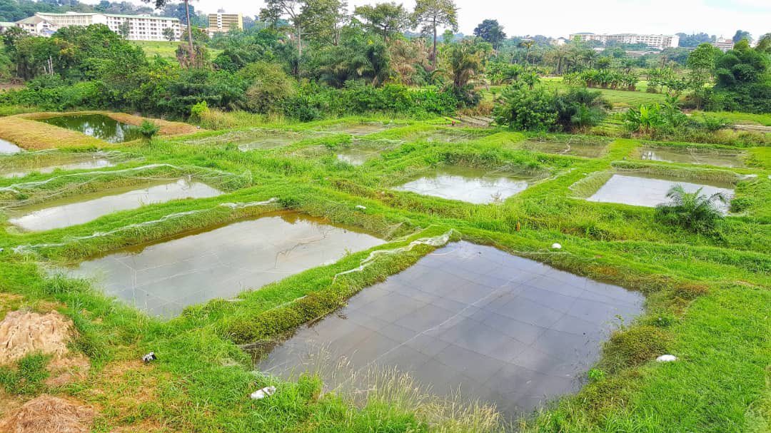 KNUST BSc. Aquaculture and Water Resource Management cut off points & requirements 2023