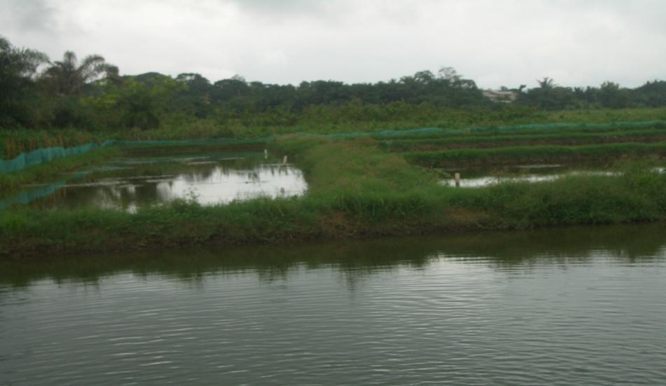 KNUST BSc. Aquaculture and Water Resource Management cut off points & requirements 2023